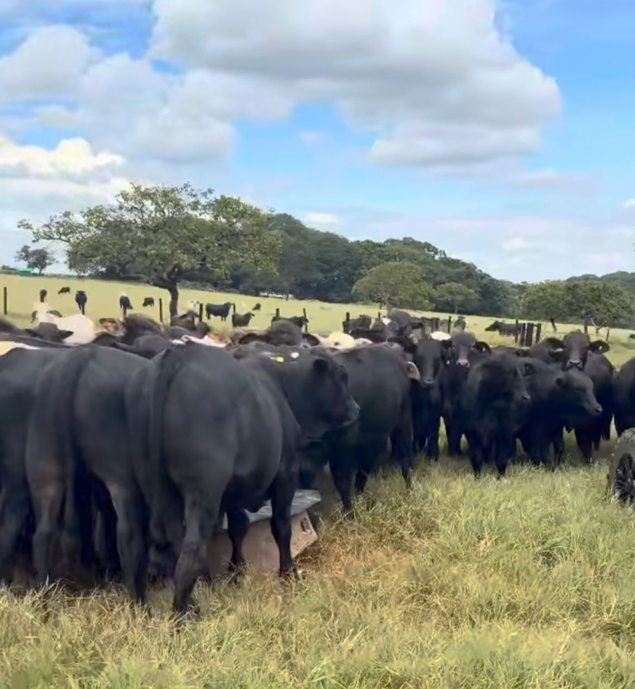 Rancho Terra Santa Beef conquista título de Novilha Menor na ExpoZebu 2026