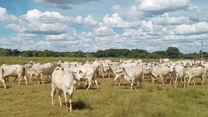 Volatilidade da arroba em 2026