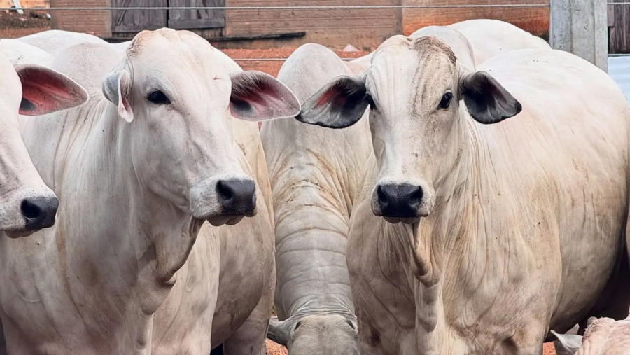 Mercado do boi acelera: oferta segura preço, indústria alonga escalas