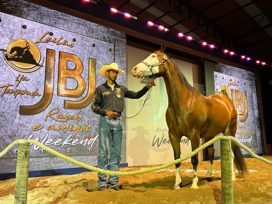 5ª temporada do leilão em Goiás projeta novos recordes e atrai investidores internacionais