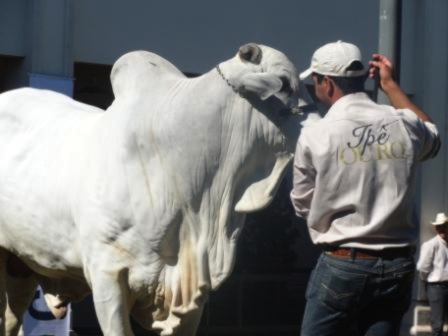 Ipê Ouro celebra 120 anos da Marca R com leilão histórico durante a 91ª ExpoZebu