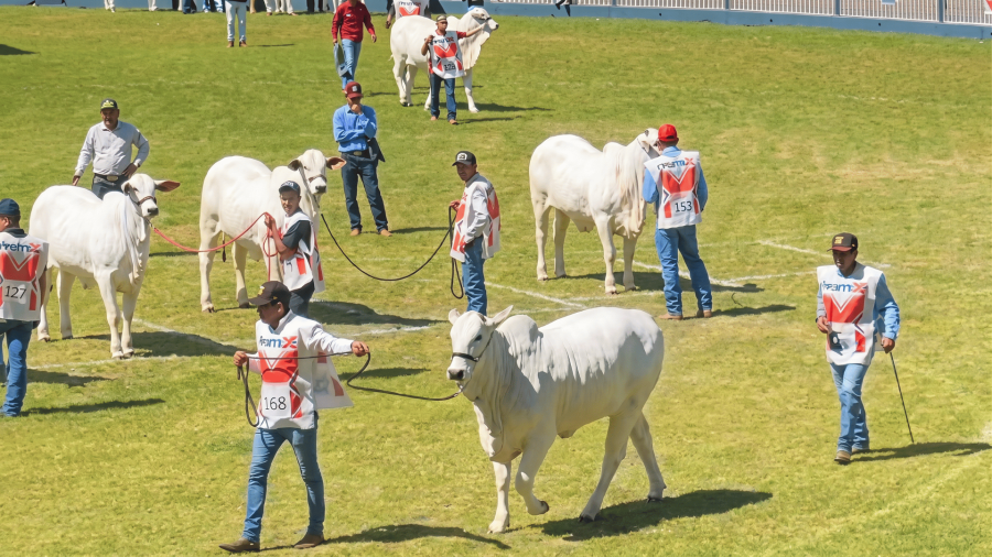 Nelore HEJ faz segunda campeã em dois dias de pista da Expozebu