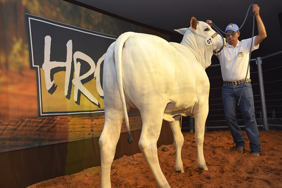 Nelore HRO conquista título de Vaca Nelore na Exposição Nacional 2026