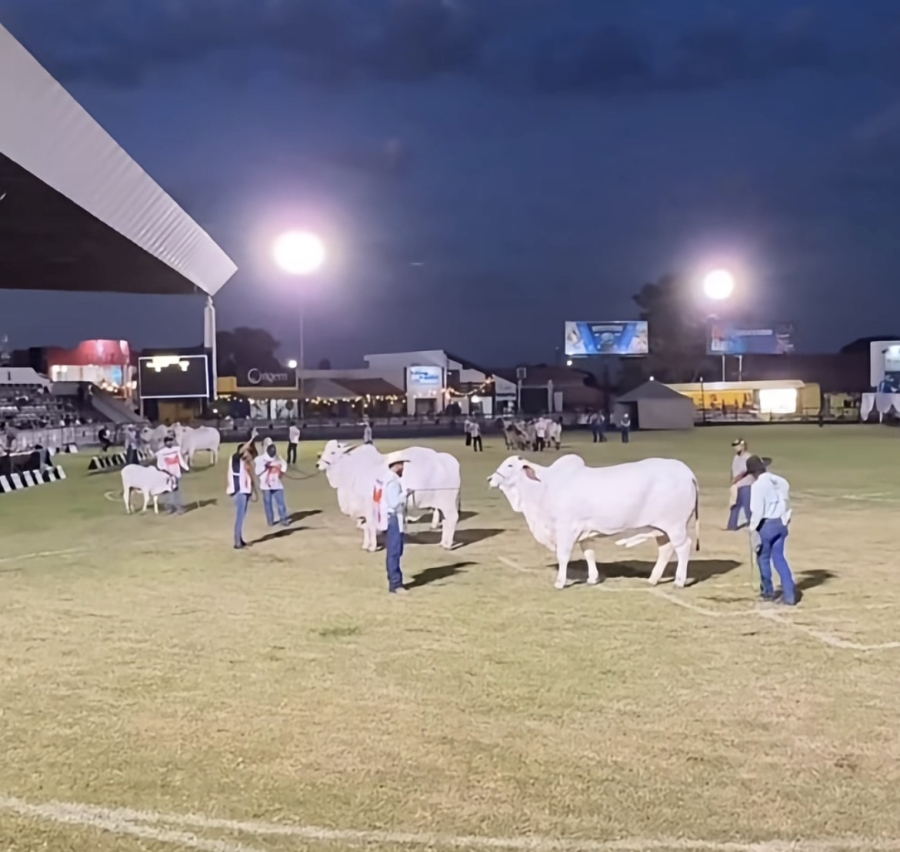 Nelore HRO conquista título de Vaca Nelore na Exposição Nacional 2026