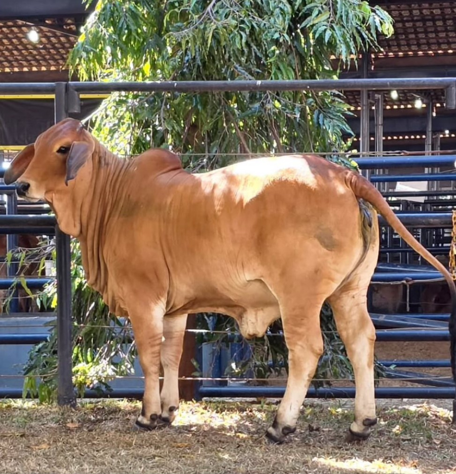 Rancho Terra Santa Beef conquista título de Novilha Menor na ExpoZebu 2026