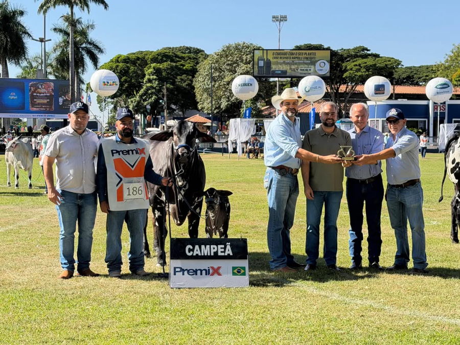 Novilha goiana conquista título de novilha maior na ExpoZebu 2026