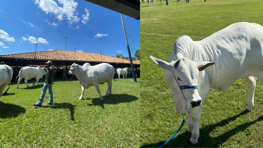ExpoZebu bate recorde e movimenta R$ 254 milhões em leilões oficiais