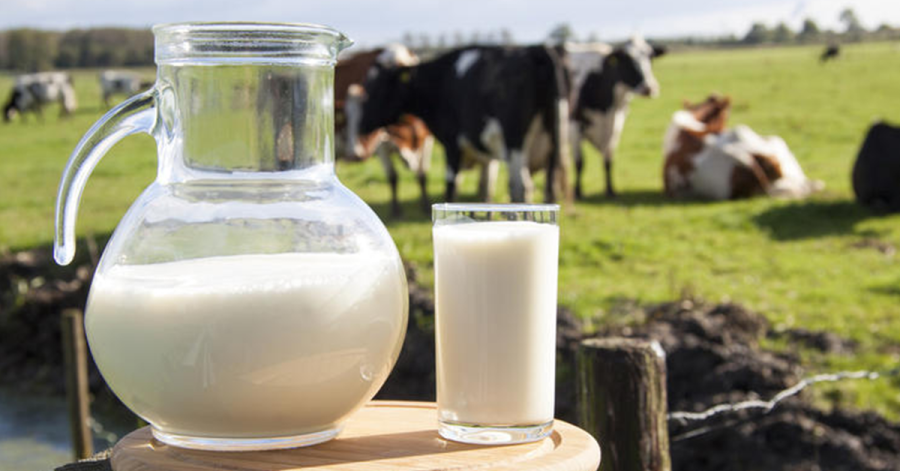 Dia Mundial do Leite: potência na nutrição e na economia global