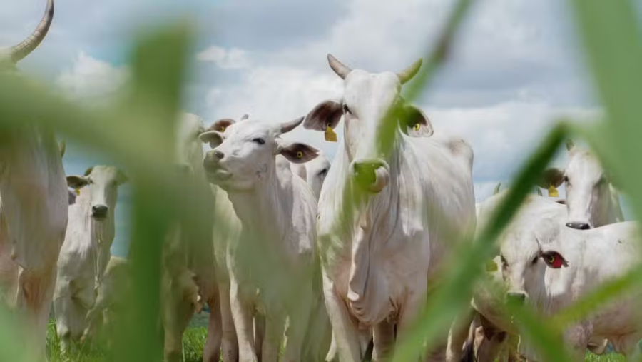 Setor produtivo cobra reação do governo após veto da UE às carnes brasileiras