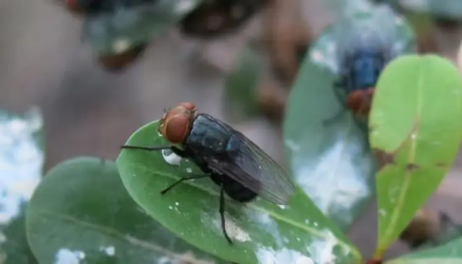 EUA registram novo caso de mosca-da-bicheira no Texas