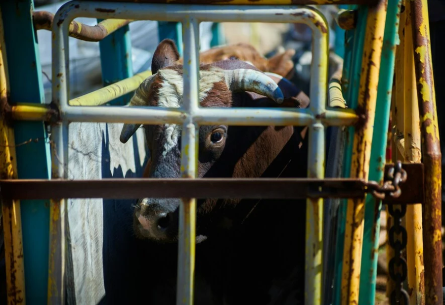 Transporte de bovinos deve equilibrar bem-estar animal e desafios da produção