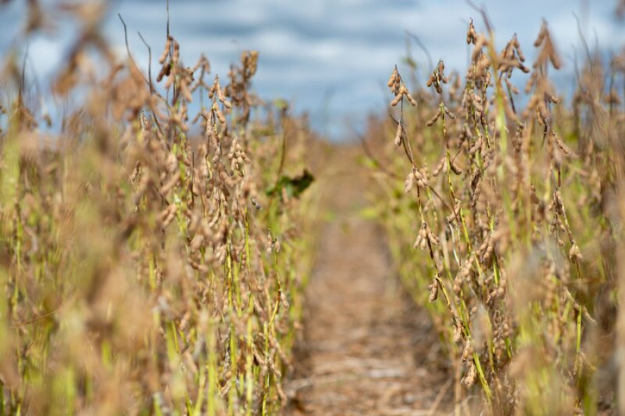El Niño volta ao radar e amplia desafios para o agronegócio brasileiro