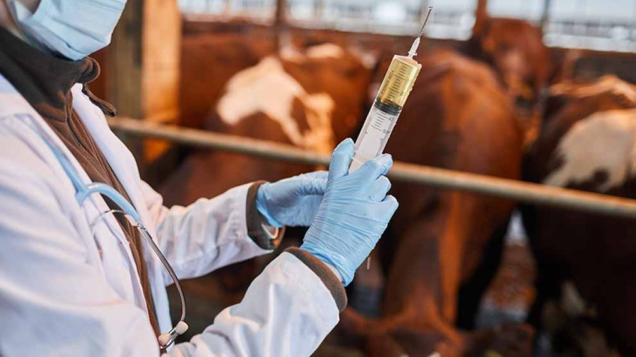 Escassez de vacinas expõe preocupação no campo e reforça sensação de abandono do produtor rural