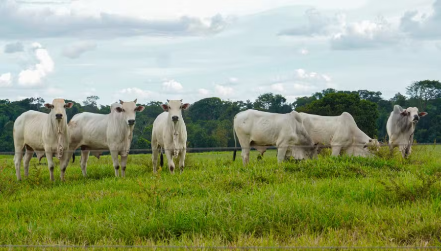Restrição a antimicrobianos divide indústria e produtores