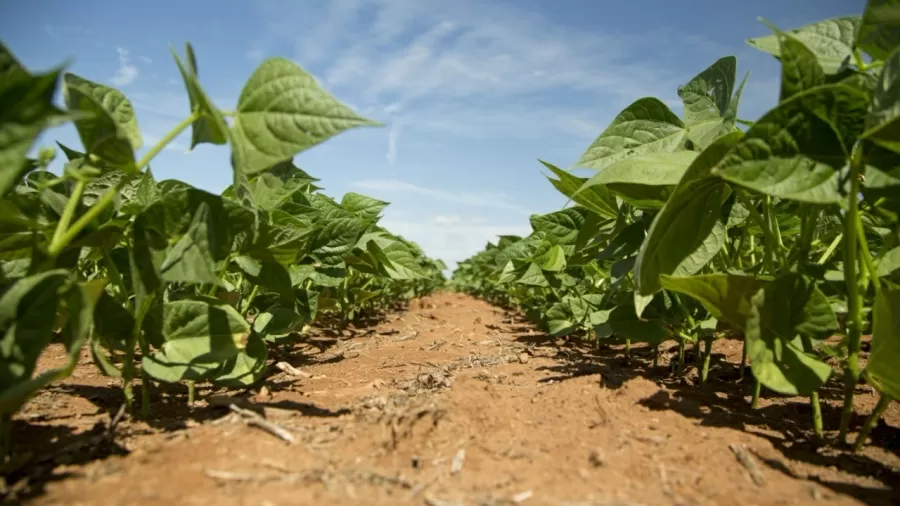 Agro busca novo socorro federal para renegociar R$ 180 bilhões em dívidas